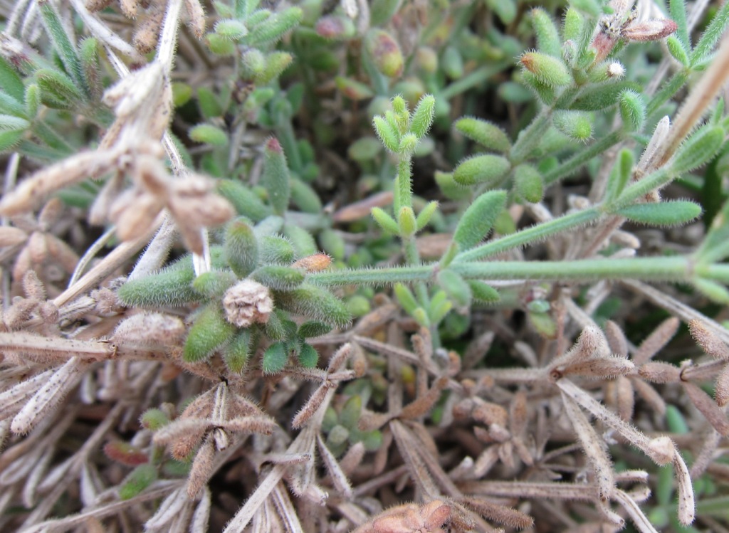 Asperula crassifolia / Stellina di Capri